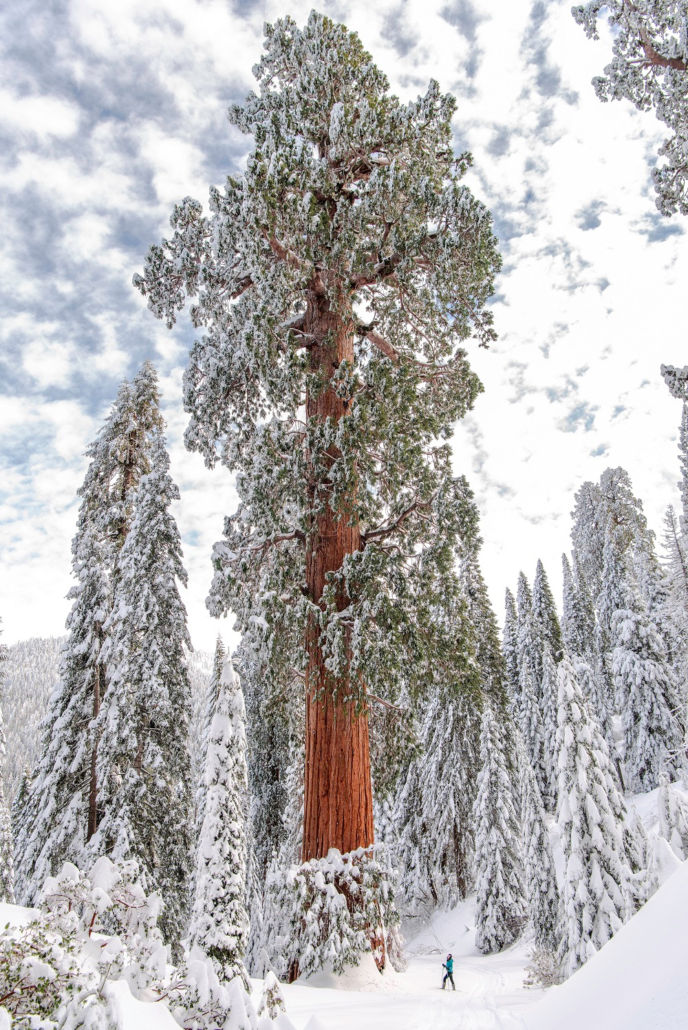 Giant sequoia in the snow 