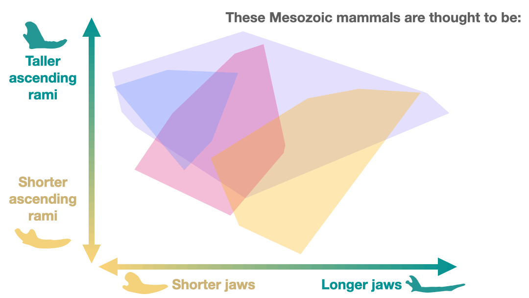 PCA scatter plot of jaw shape, showing shorter jaws on the left, longer jaws on the right, taller ascending rami towards the top and shorter ascending rami towards the bottom. Mesozoic mammals projected on top: most plot on insectivore morphospace and some on carnivore morphospace, as previously hypothesised. Some Mesozoic mammals plot near herbivore morphospace.