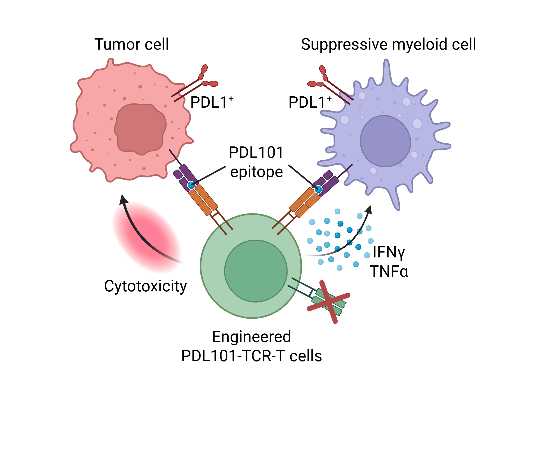 Figure 2. Targeting of PD-L1+ tumor cells and myeloid cells by the engineered PDL101-TCR-T cells. Created at BioRender.com.