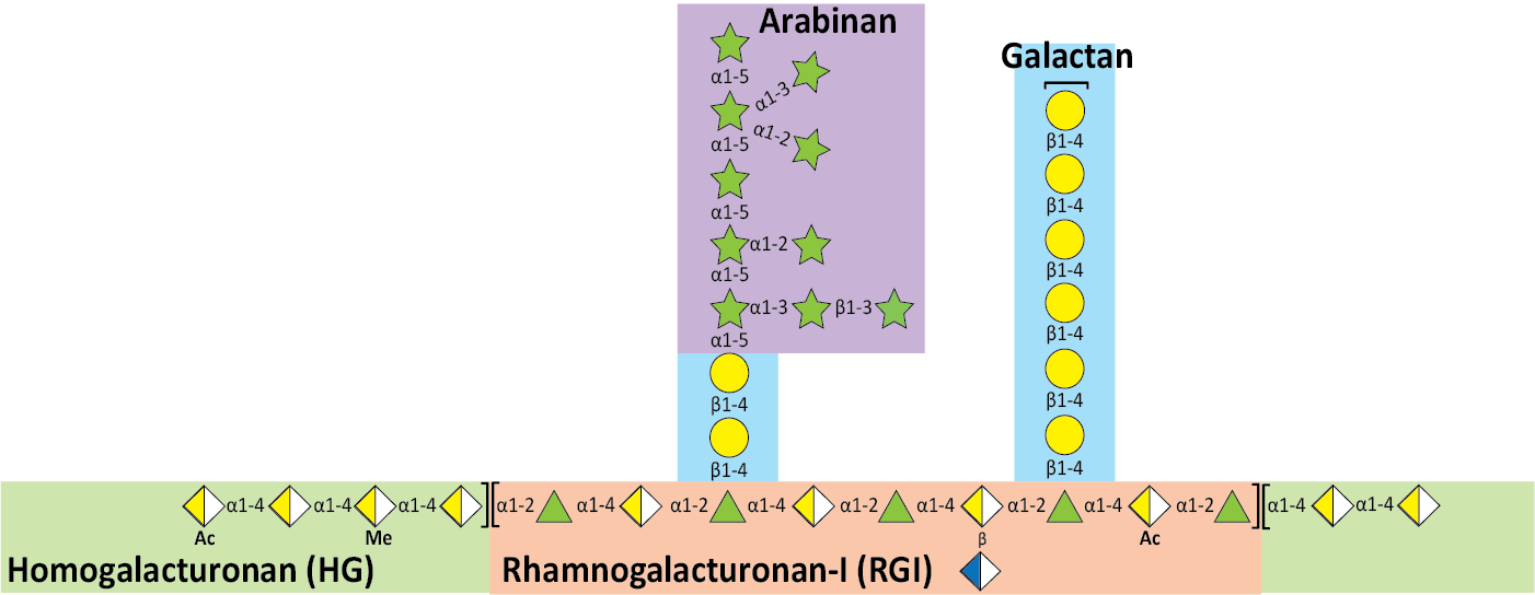Structure of Pectin