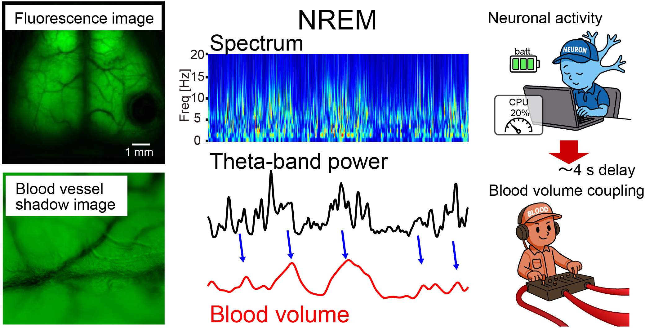 Fluorescence images of the mouse cortex and cerebral blood vessels are shown beside an ECoG spectrum and traces of theta-band activity and brain blood volume. Peaks in theta-band activity precede peaks in blood volume by about four seconds.