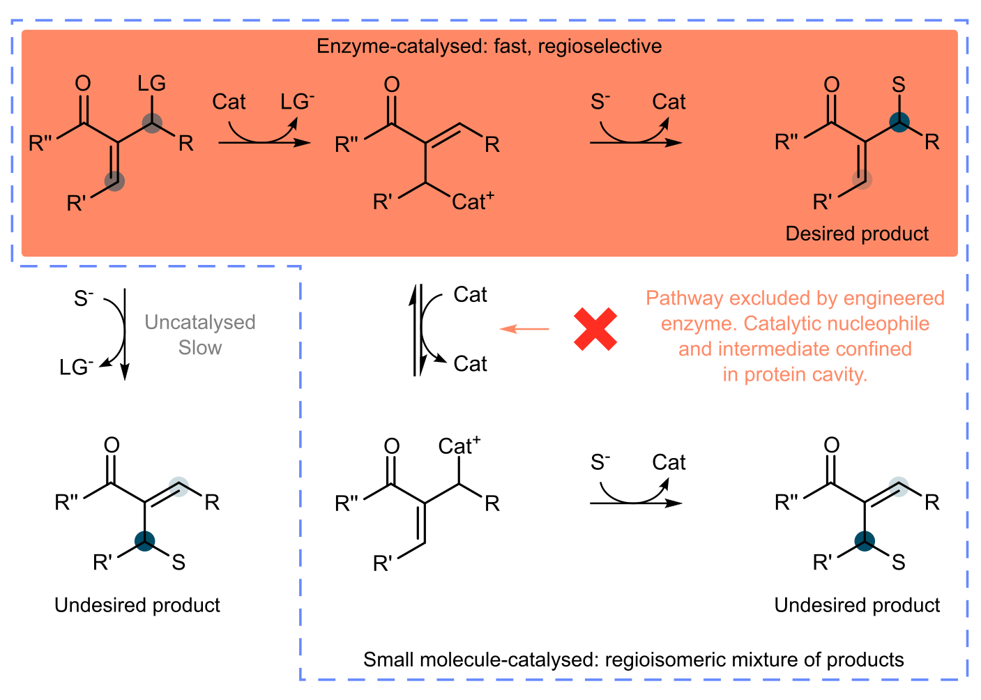 Figure 2 Divergent reaction pathways for allylic transfer reactions produce different regioisomeric products. Confinement of the catalytic nucleophile and intermediate within a protein cavity leads to formation of a single product regioisomer (orange box).