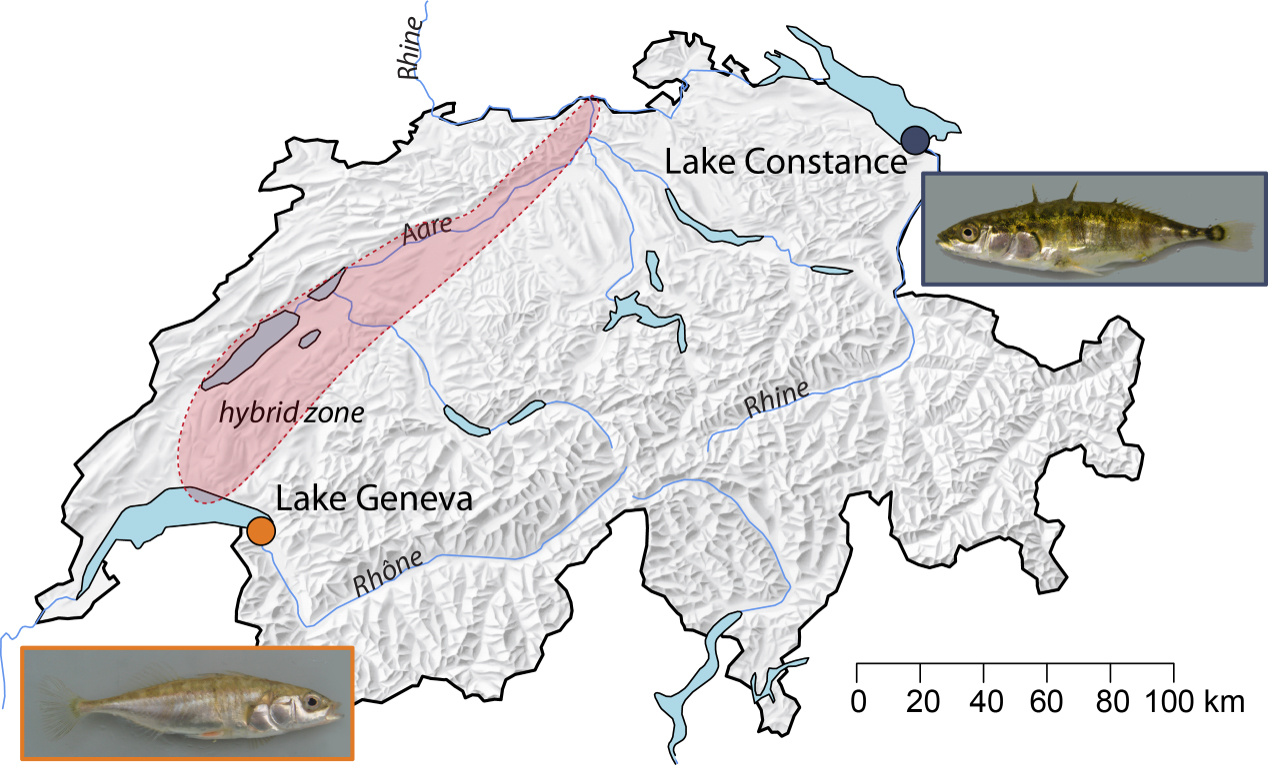 Map of study populations and zone of hybridization