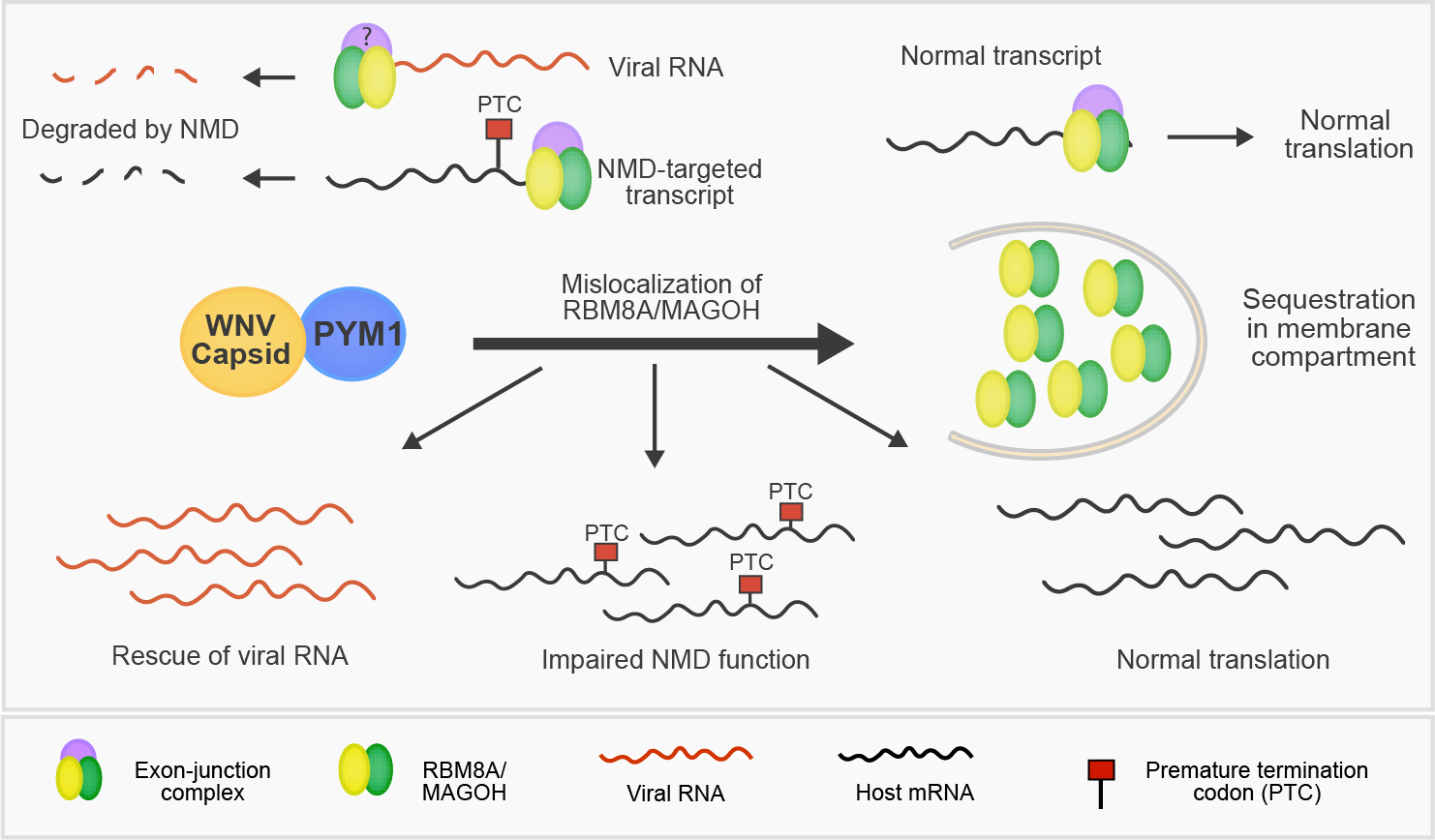Role of PYM1 and NMD in flaviviral infection. Role of PYM1 and NMD in flaviviral infection.