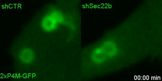 The movie shows data from Figure 5 in the paper, where a fluorescent probe in green used to track the lipid called PI(4)P in cells depleted of Sec22b on the right versus controls on the left. In cells depleted of Sec22b, the phagosomes, appearing as dark spots, display waves (green rings) of lipid accumulation that correlated with higher levels of phagosomal antigen degradation in our study.