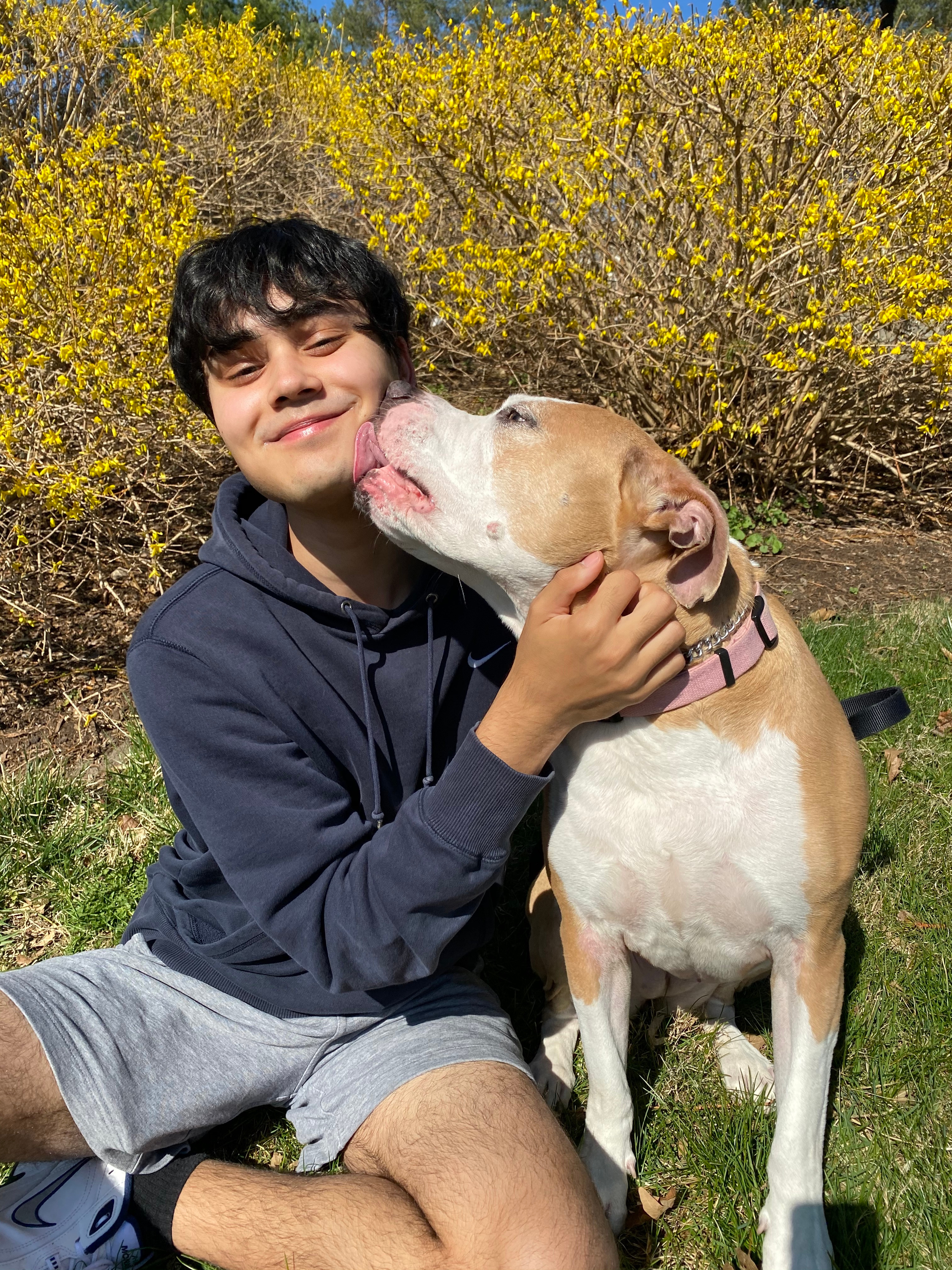 Pippa, my pitbull-husky mix!