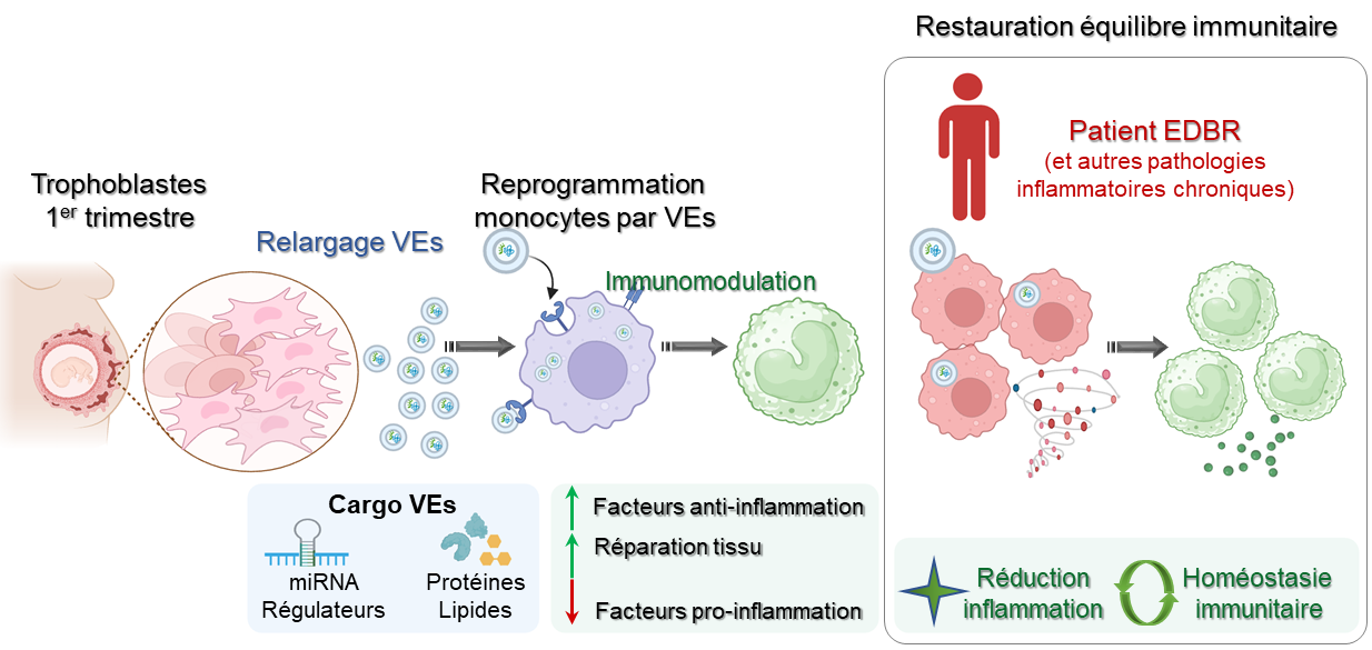 Graphical summary of the immunomodulatory effects of placental extracellular vesicles (EVs) on monocytes from healthy donors and patients with RDEB.