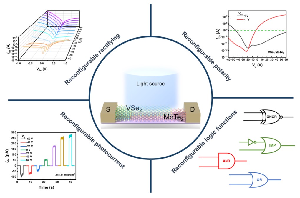 The reconfigurable phenomena in the all-2D VSe2/MoTe2 Schottky junction, including reconfigurable rectifying, reconfigurable polarity, reconfigurable photocurrent, and reconfigurable logic functions.