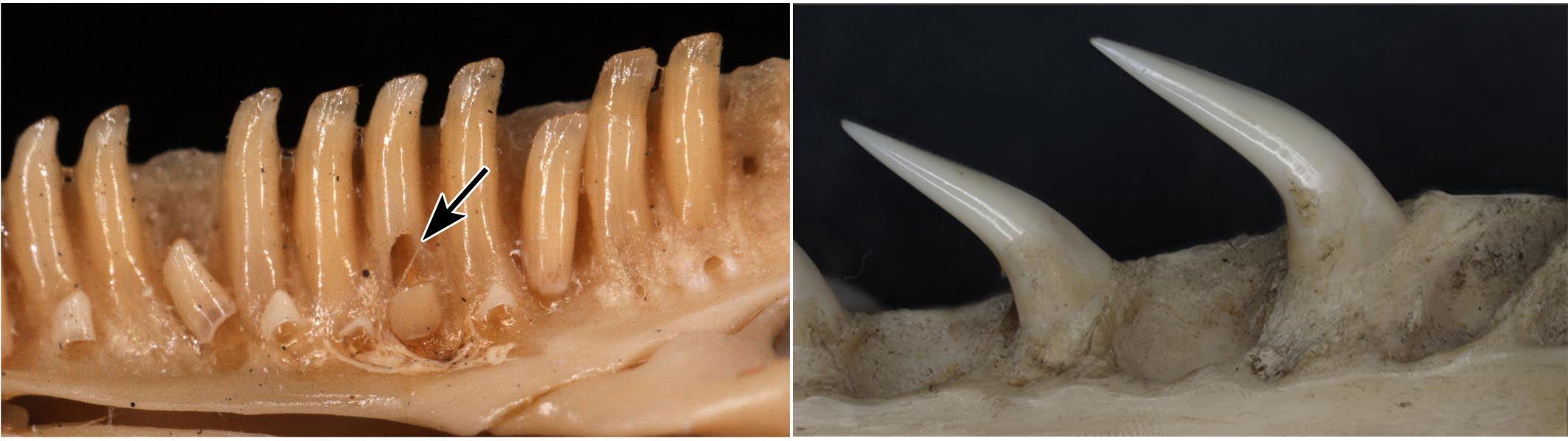 A lizard jaw, left, showing a replacement pit forming along the base of a tooth (arrow). The snake jaws, like the one on the right, never show resorption pits.