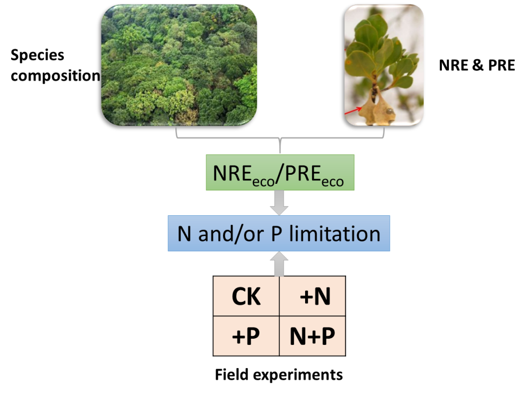 Combining paired field measurements and fertilization experiments to understand ecosystem nutrient limitation.