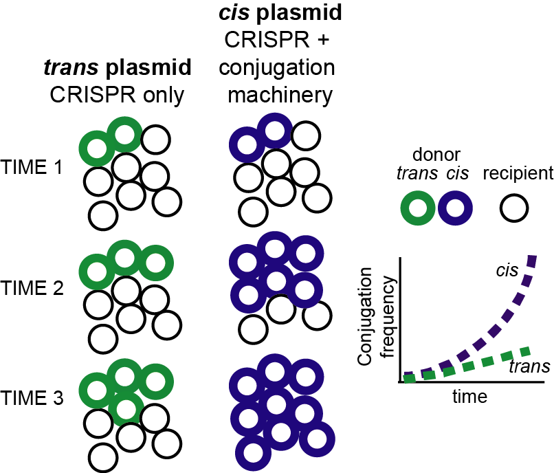 Model of conjugative spread of cis and trans plasmids