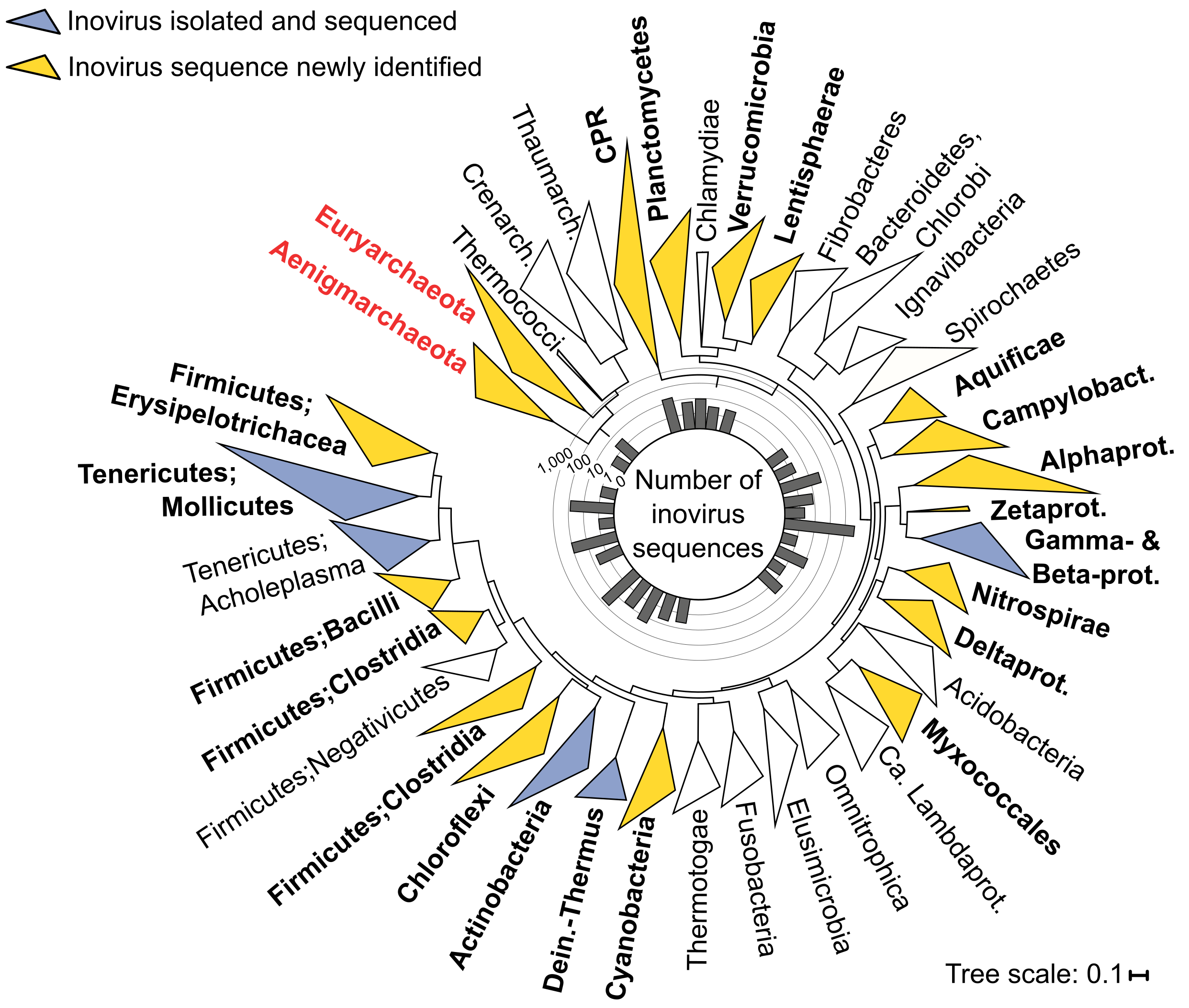 Inovirus host diversity.