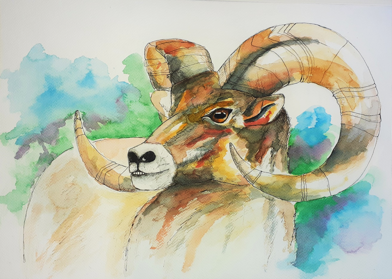 Ink and watercolour drawing of a ram.
