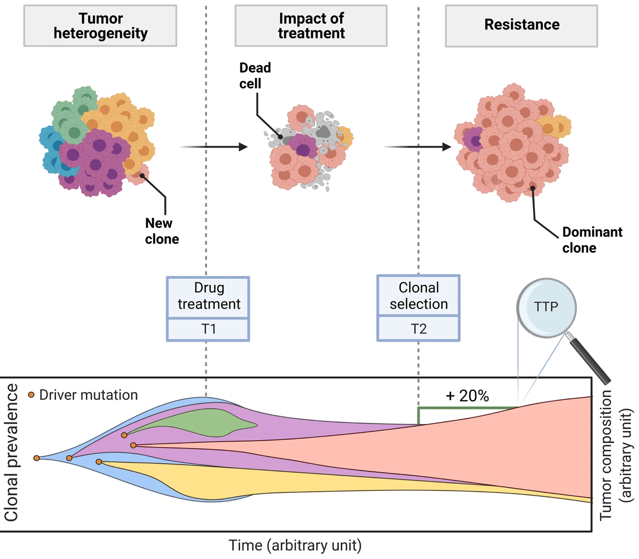 Tumor growth and heterogeneity. A solid tumor can be seen as a group of tumor clones that harbor different phenotypes due to specific clone mutations. Upon drug administration, some clones will shrink and may be destroyed, while others will resist and become dominant. By following the size of each clone, one can deduce the volume of the tumor and its radius, and therefore the time to progression (TTP) according to the RECIST criteria (i.e., increase of 20% of the size of the tumor radius)
