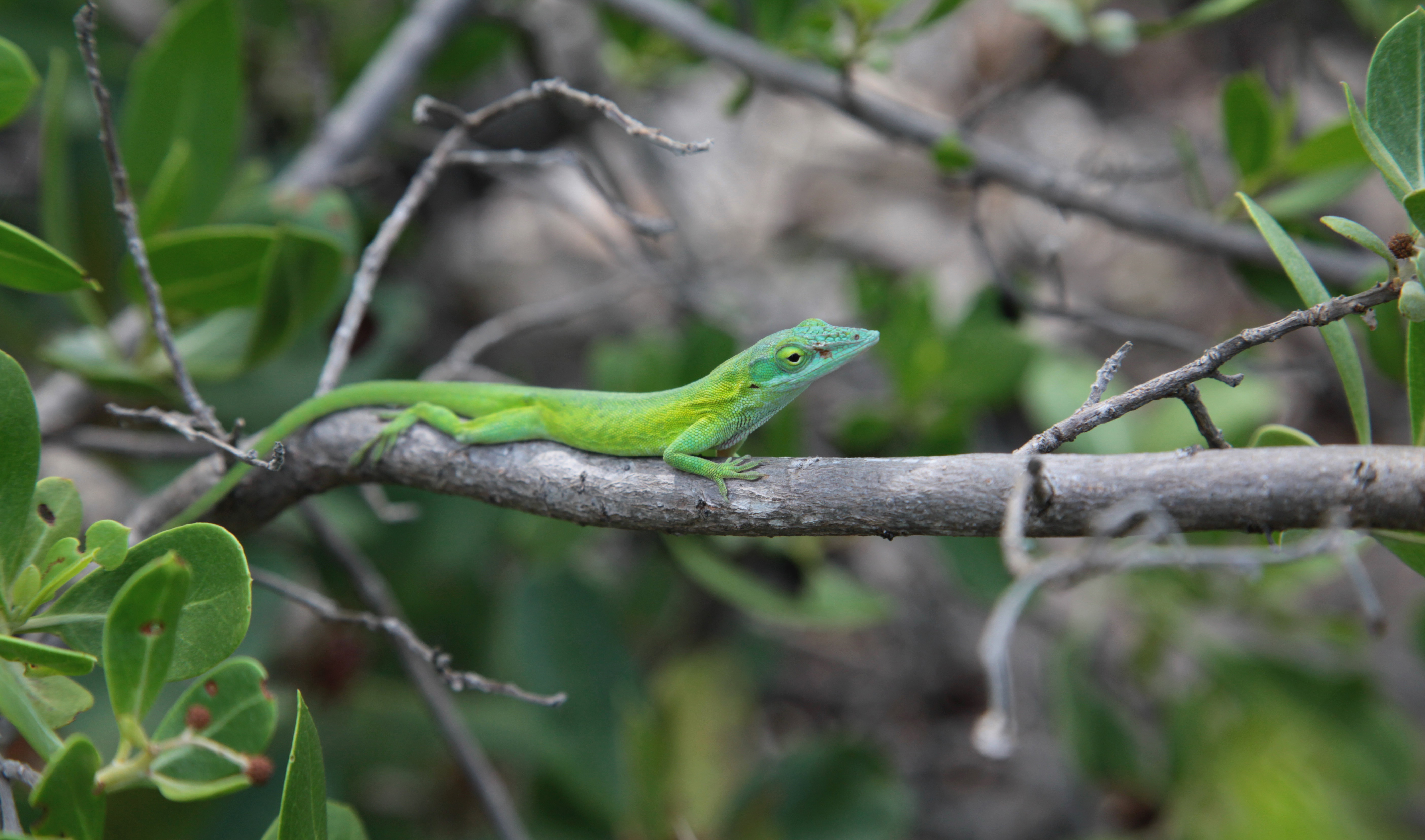 Green anole