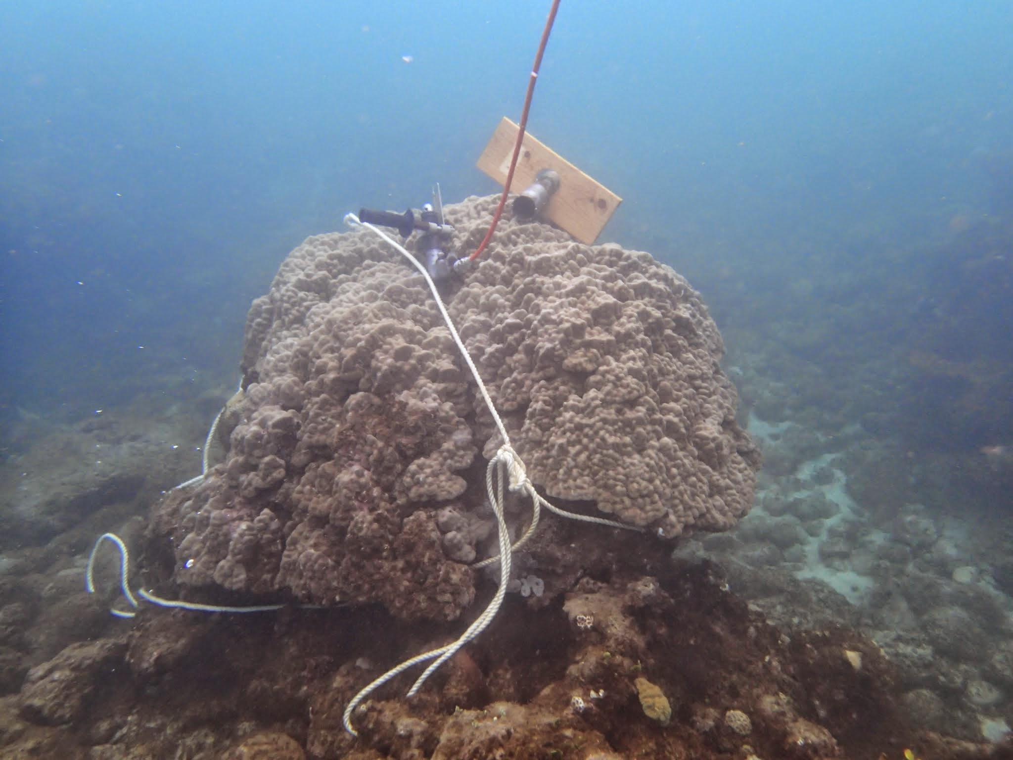 Porites sp. in Sumiyo Bay, Amami-Oshima Island