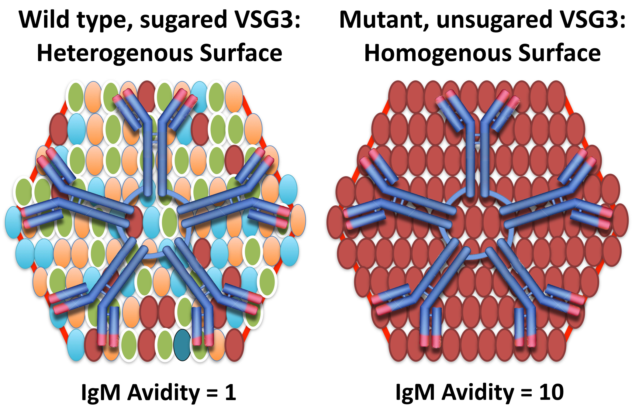 Glycan heterogeneity and Antibody binding