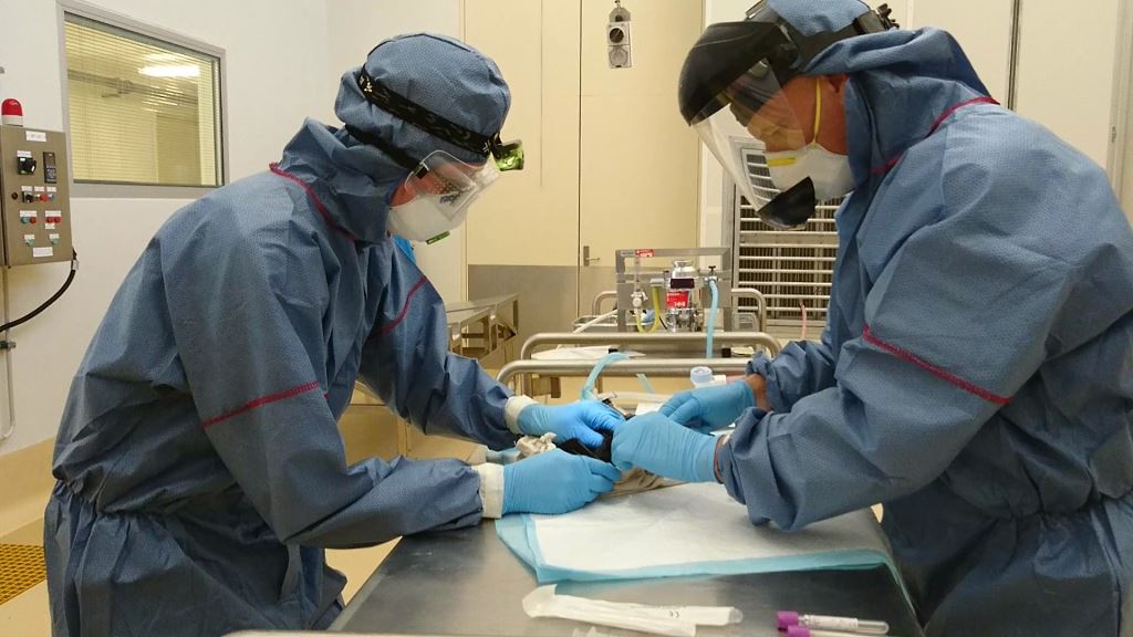 Anesthetizing a bat (flying fox) at QASP