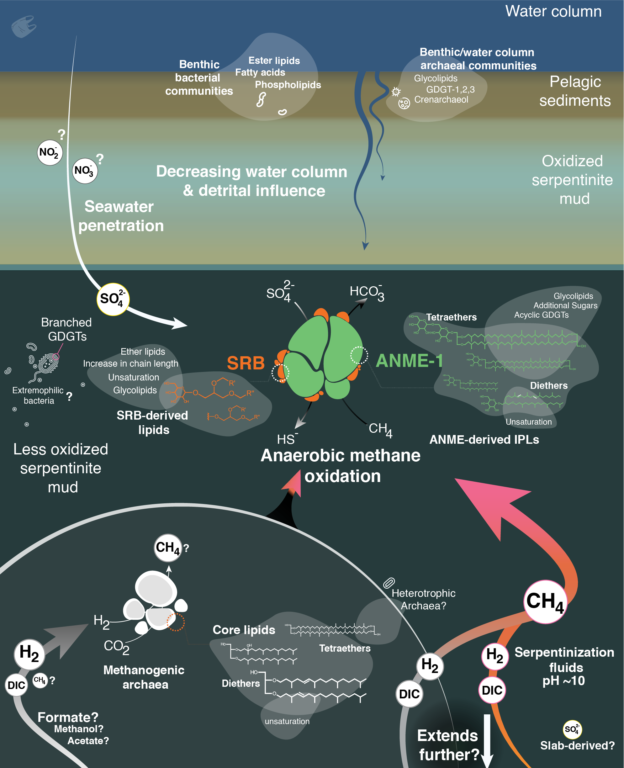 DIC = dissolved inorganic carbon, ANME anaerobic methanotrophic archaea, SRB sulfate-reducing bacteria, AOM anaerobic oxidation of methane, GDGT glycerol dialkyl glycerol tetraether.