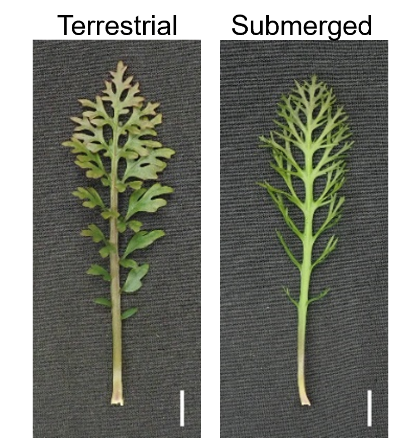 leaves of R. aquatica grown under terrestrial and submerged conditions