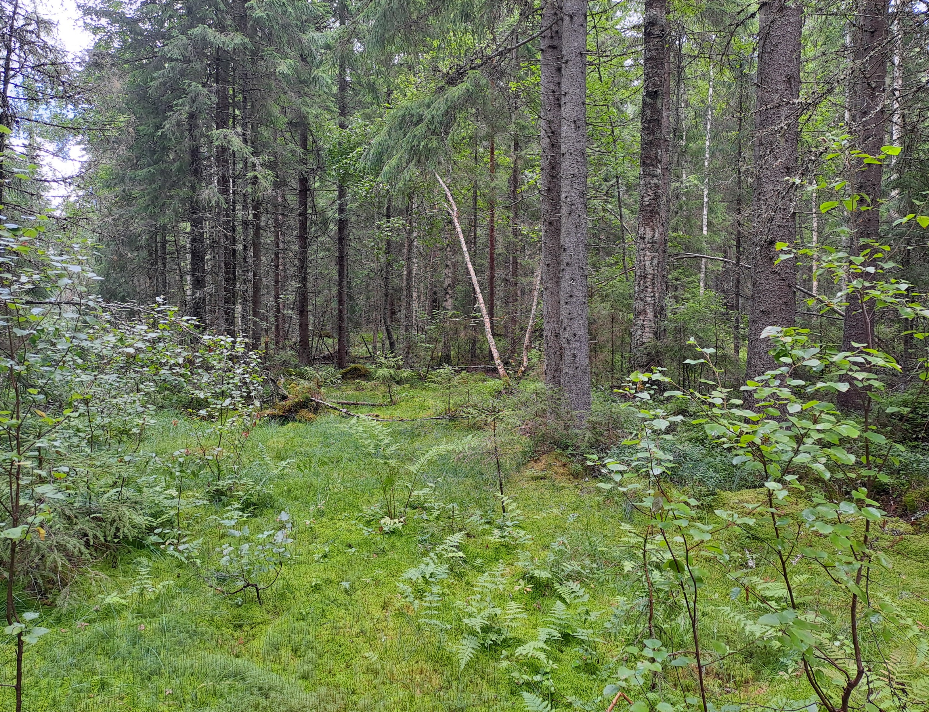 Large spruces and ground layer dominated by mosses.
