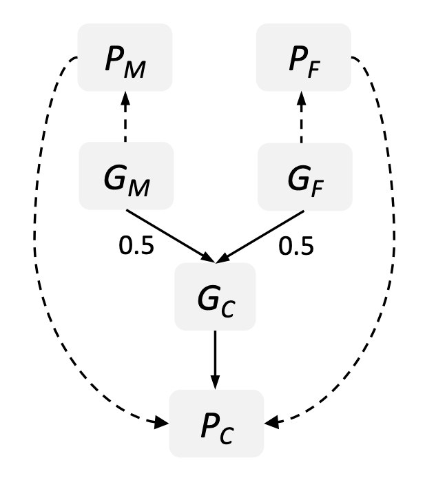 Genetics of mothers and fathers (GM and GF) can be associated with phenotype of the child (PC) via child genetics (GC) or via parental phenotypes (PM or PF).