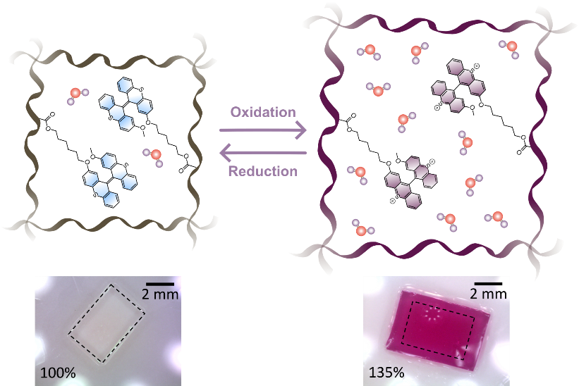 Figure 1. Reversible redox-induced switching of BTX gel induces significant colour and size changes.
