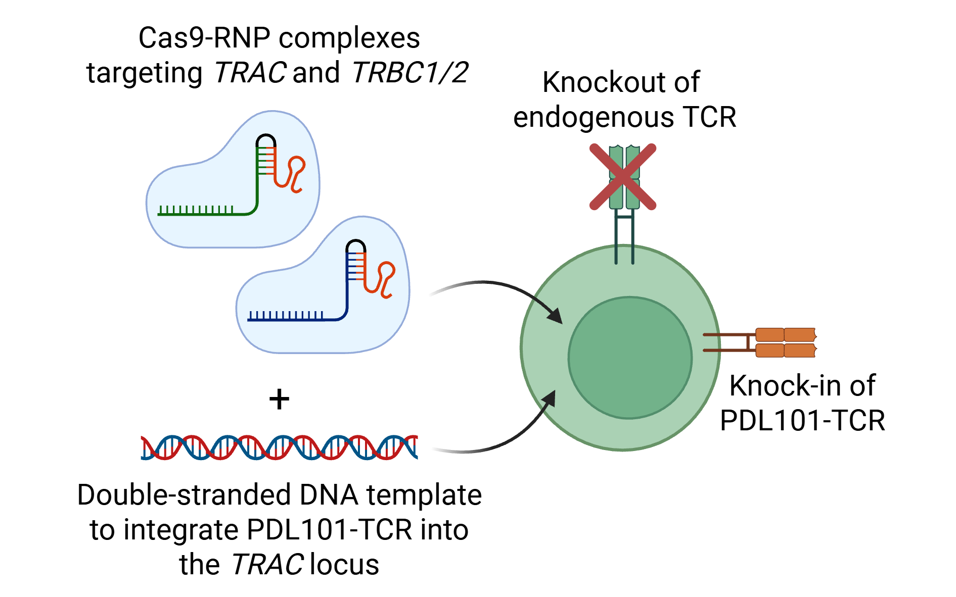 Figure 1. Generation of PDL101-TCR-T cells using a non-viral CRISPR-Cas9-based strategy. Created at BioRender.com.