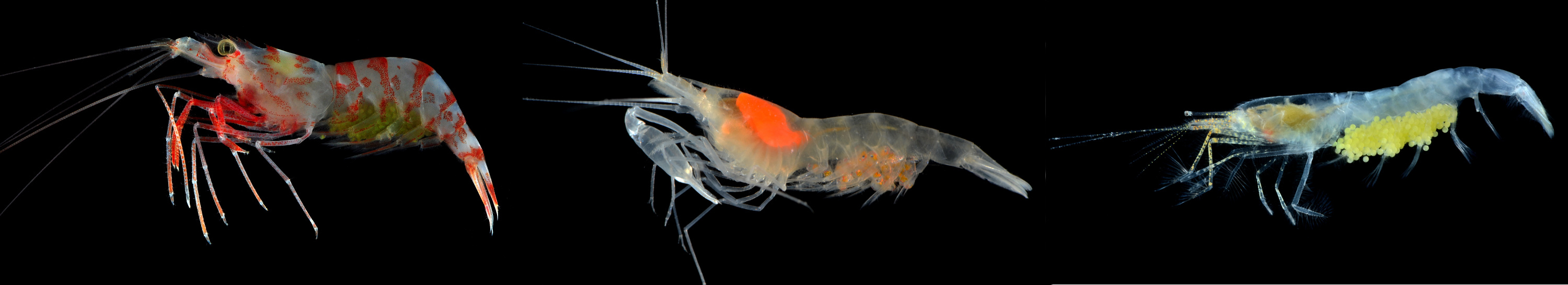 Caridean shrimp