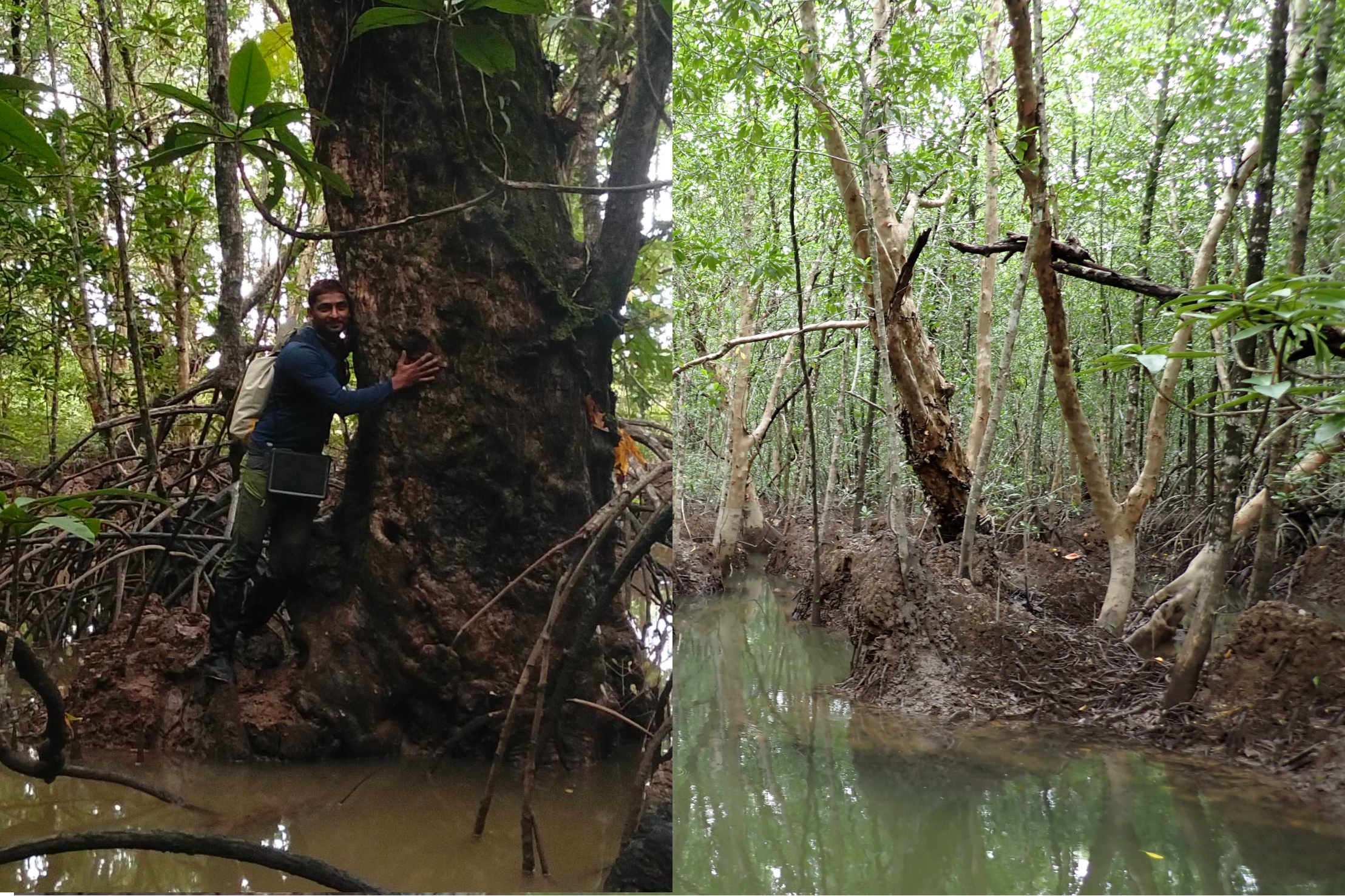 Two photographs of mature *Xylocarpus granatum* trees in Phang Nga, southern Thailand. Left: a researcher stands beside a massive trunk for scale. Right: large trees grow beside a narrow tidal channel within a dense mangrove forest.