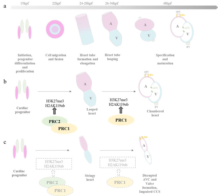 (a)Heart development in zebrafish (b) PRC2 is involved in regulating the early stages of heart development, while PRC1 contributes to the the formation and specification of the chambered heart from the looped heart structure. (c) In embryos lacking PRC1 and PRC2, the heart fails to undergo proper looping, resulting in a string-like appearance. 