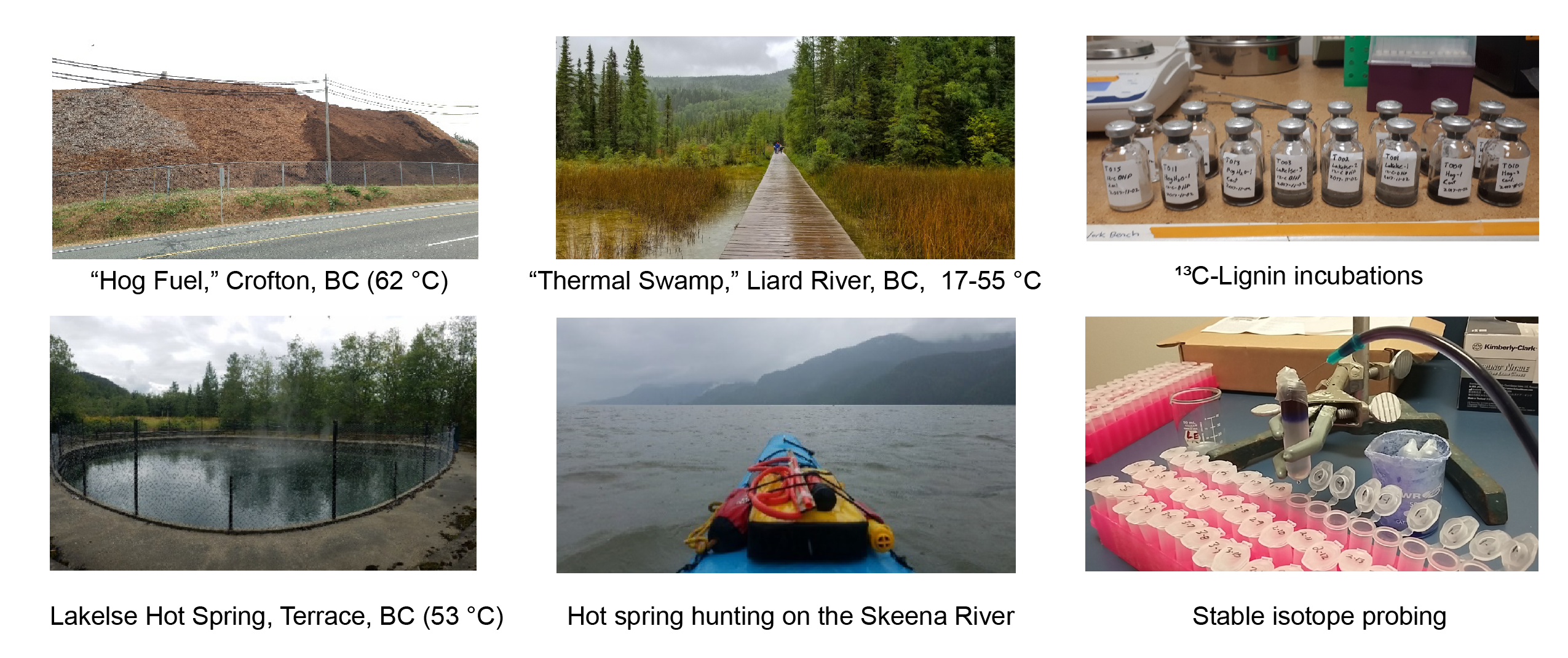 Sampling for thermal ligninases