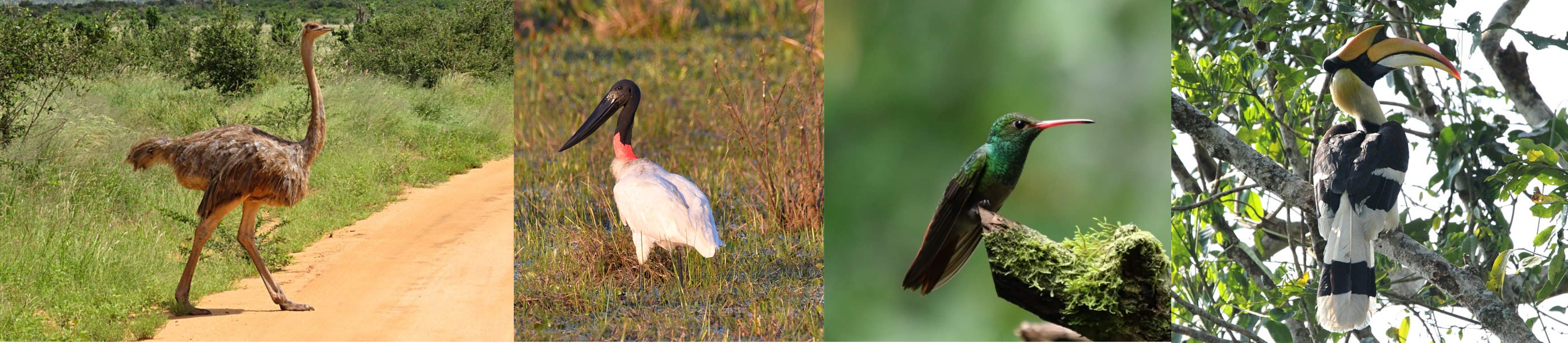 the common ostrich Struthio camelus (Leszek Noga), the jabiru Jabiru mycteria (Jacek Betleja), the rufous-tailed hummingbird Amazilia tzacatl (Damian Kurlej), the great hornbill Buceros bicornis (Paweł Czechowski)