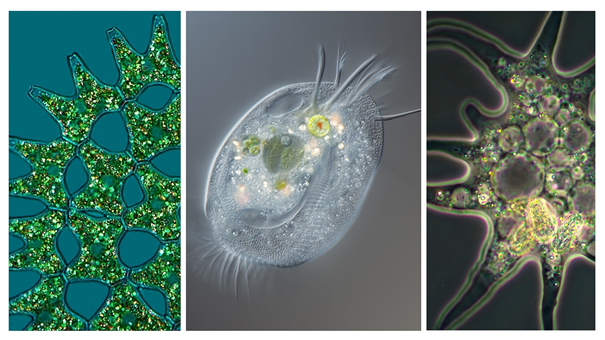 Birefringent crystalline inclusions polarize light and appear as shining particles inside the micro-eukaryotic cells under polarizing microscopy – admired and captured by both scientists and laymen, despite their as-yet-unknown composition which was revealed to be formed by purines in our recent work; from left to right: microalga (Pediastrum duplex) by Jacek; ciliate (Euplotes sp.) by Waldo Nell, amoeba by pitschuni. 