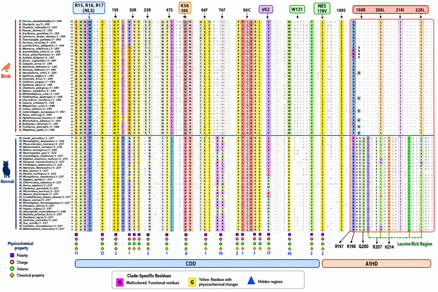 Multiple sequence alignment of avian and mammalian A1 proteins, with numbering based on the human sequence. Multicolored columns highlight known functional sites (including RNA editing, NLS, and NES regions), while yellow columns mark bird-mammal substitutions causing predicted physicochemical changes. The red box highlights the mammal-specific C-terminal extension (A1HD region), which is absent or highly reduced in birds, as shown in the domain schematic below (for details, see main text). 