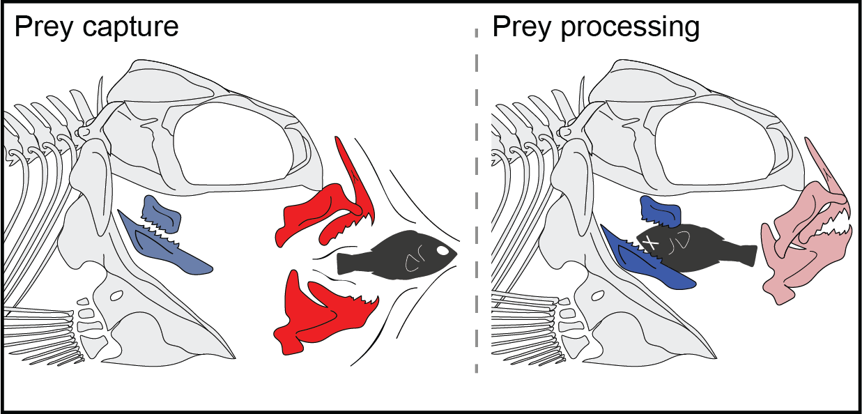 Oral and pharyngeal jaws