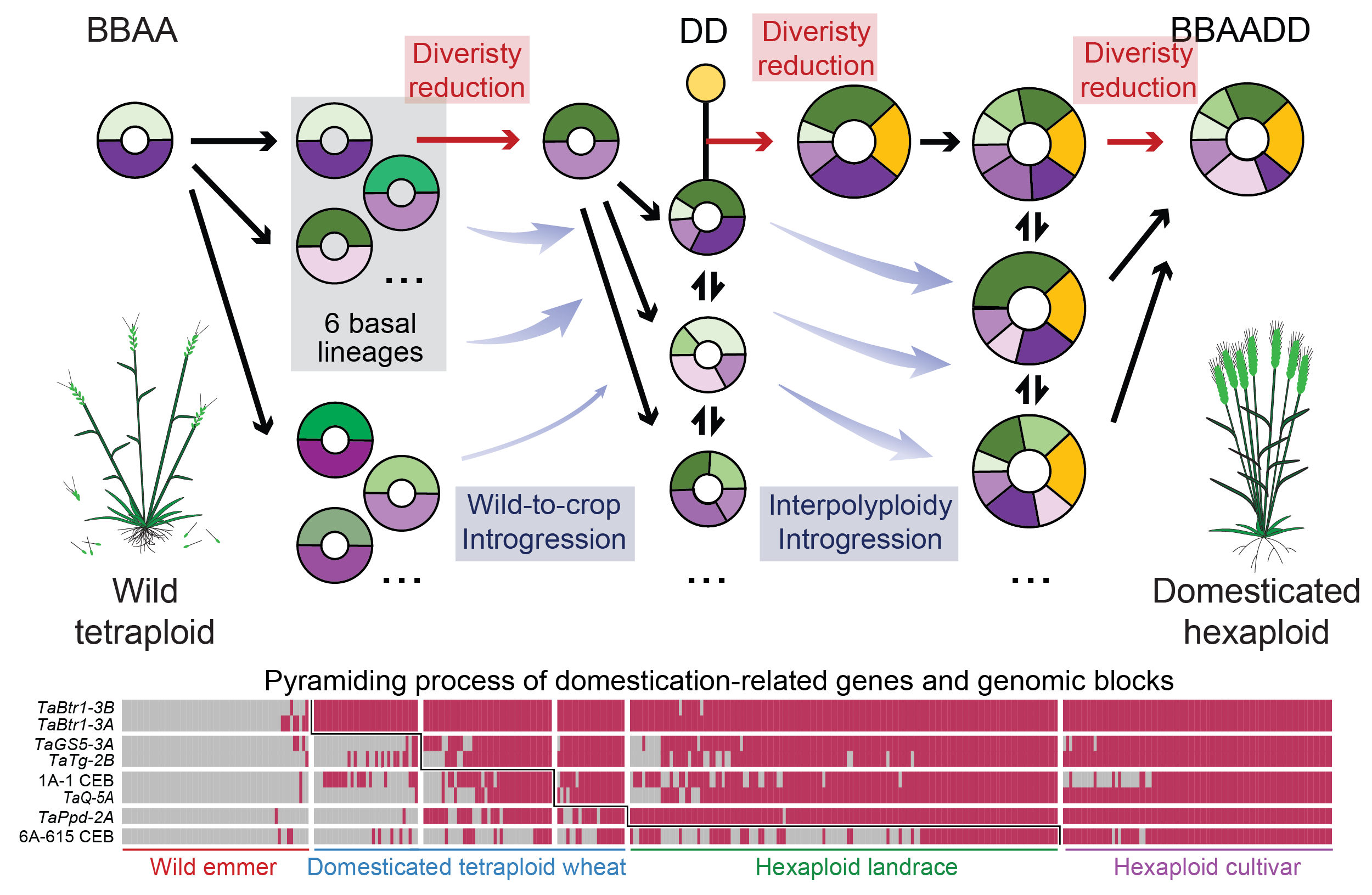 The dispersed emergence and protracted domestication process of polyploid wheat