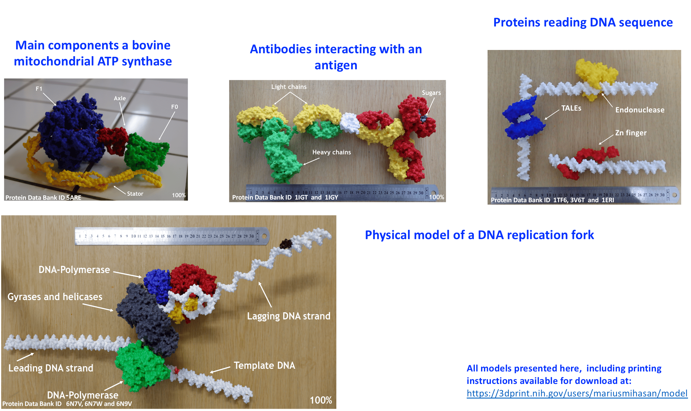 Examples of 3D printed  models of macromolecules