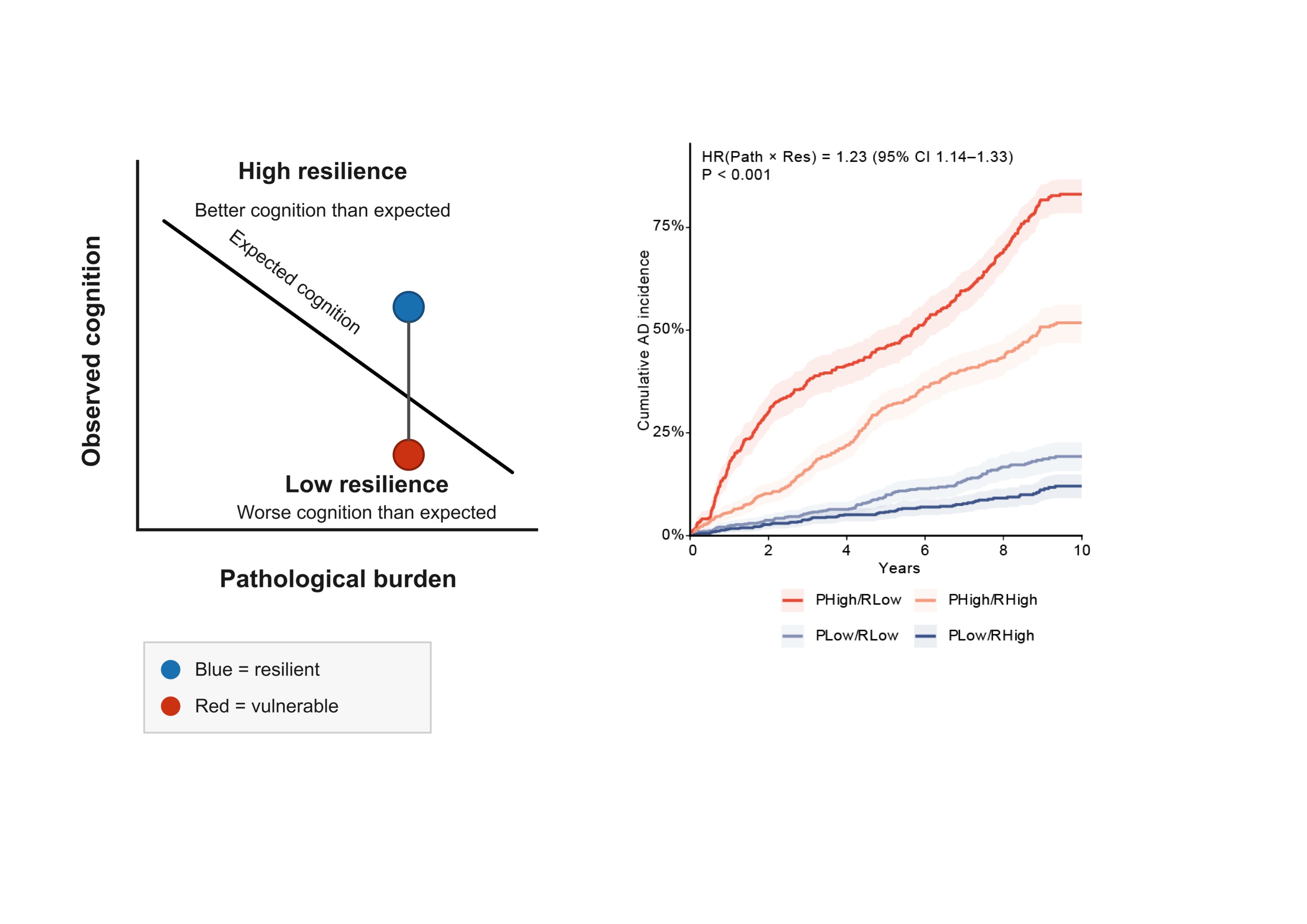 The left panel illustrates cognitive resilience as the difference between observed cognitive performance and the level expected from an individual’s pathology burden. Better-than-expected performance indicates higher resilience, whereas worse-than-expected performance indicates lower resilience. The right panel shows 10-year cumulative AD dementia incidence across groups defined by pathology burden and cognitive resilience. AD risk was highest among individuals with high pathology and low resilience, but was attenuated among those with high pathology and high resilience, indicating that both pathology burden and cognitive resilience jointly shape progression to AD dementia.