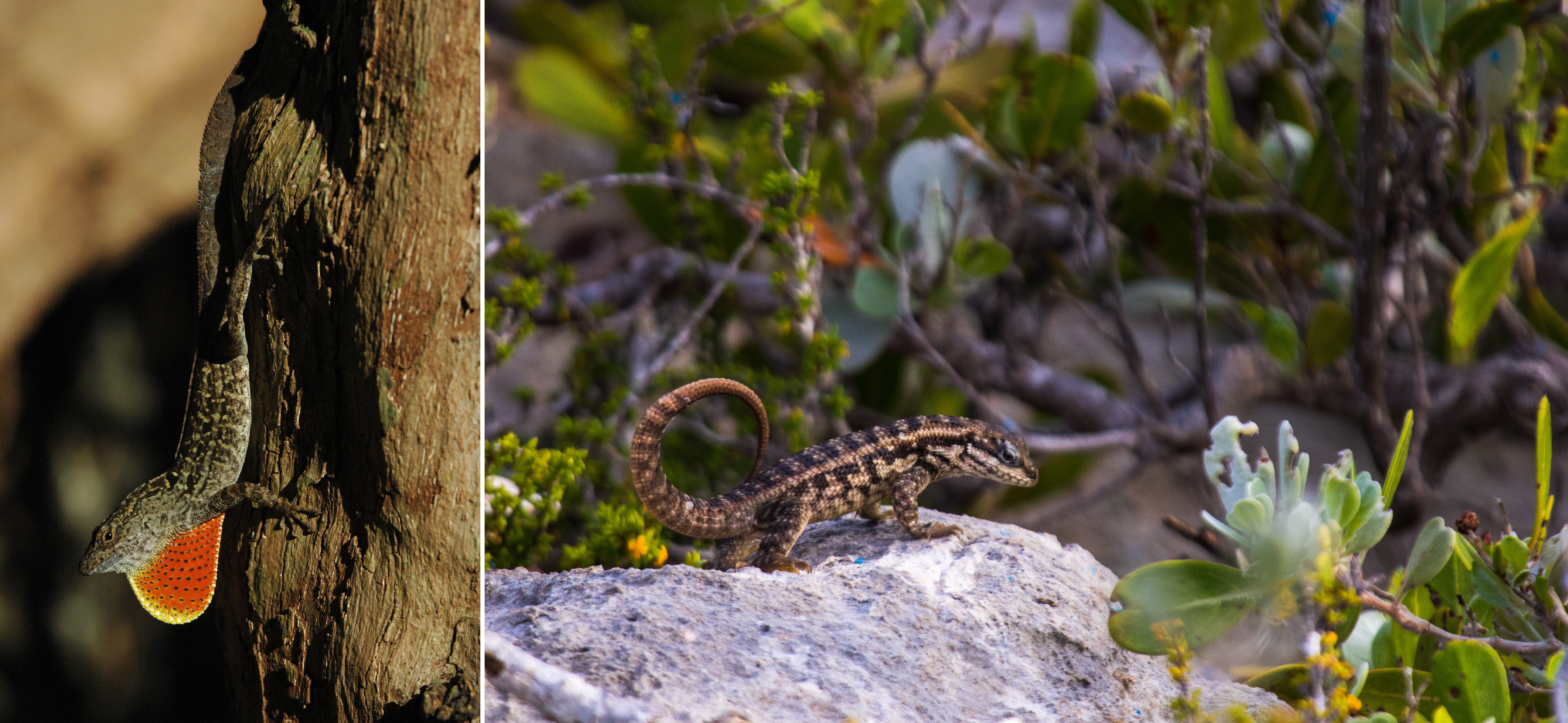 Brown anole and curly-tail