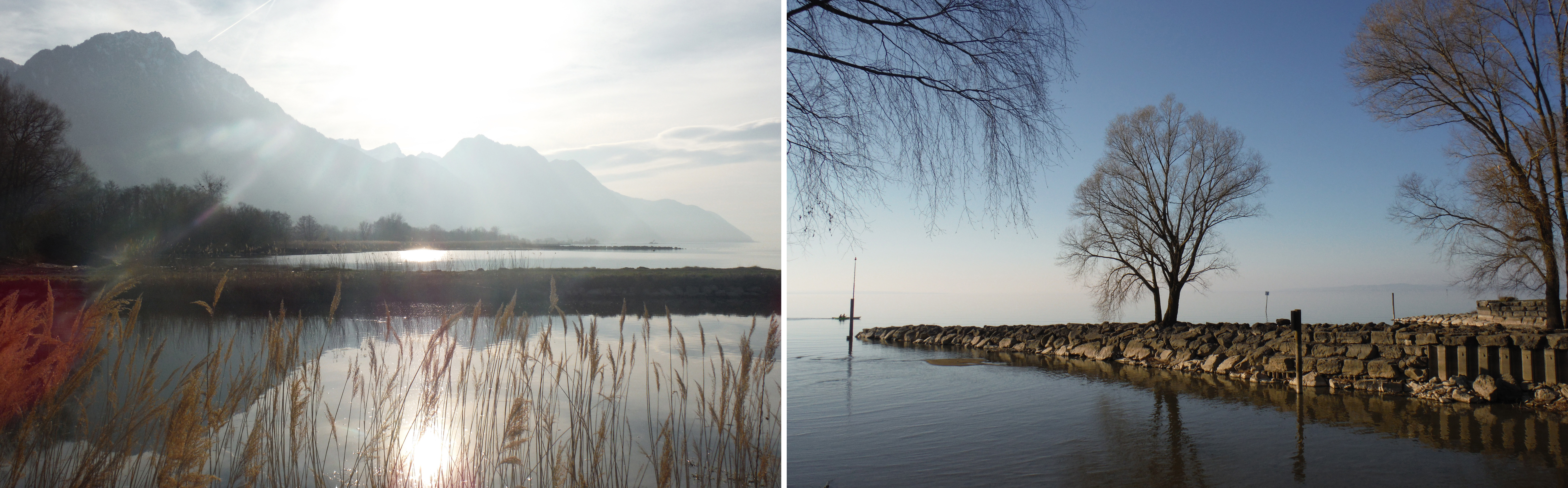 Large lakes of Switzerland host two different evolutionary lineages of threespine sticklebacks
