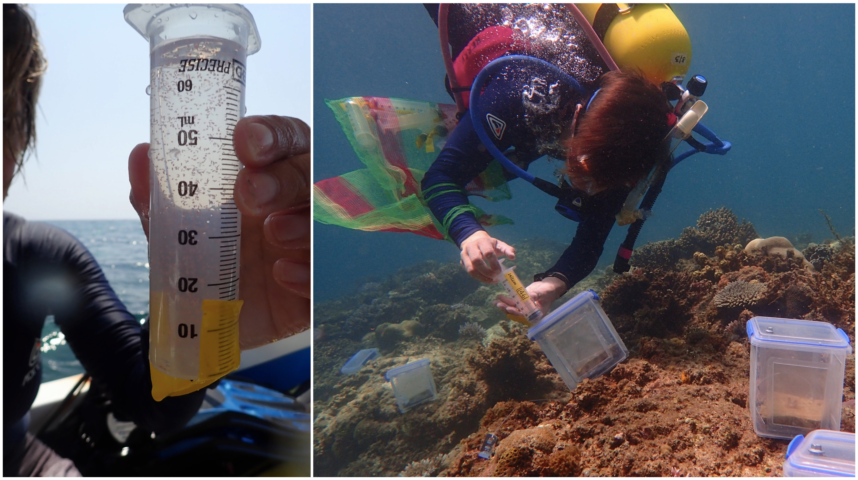 Injecting coral larvae