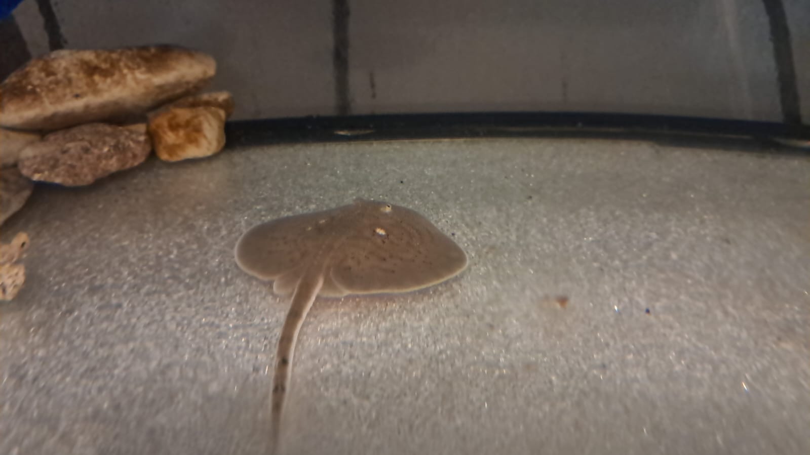 Blurry photo of a thornback ray pup, about the size of your palm