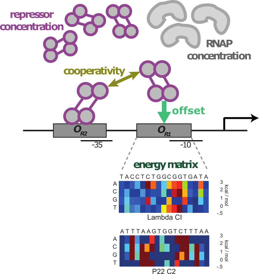 Biophysical parameters affect the evolutionary potential for rewiring
