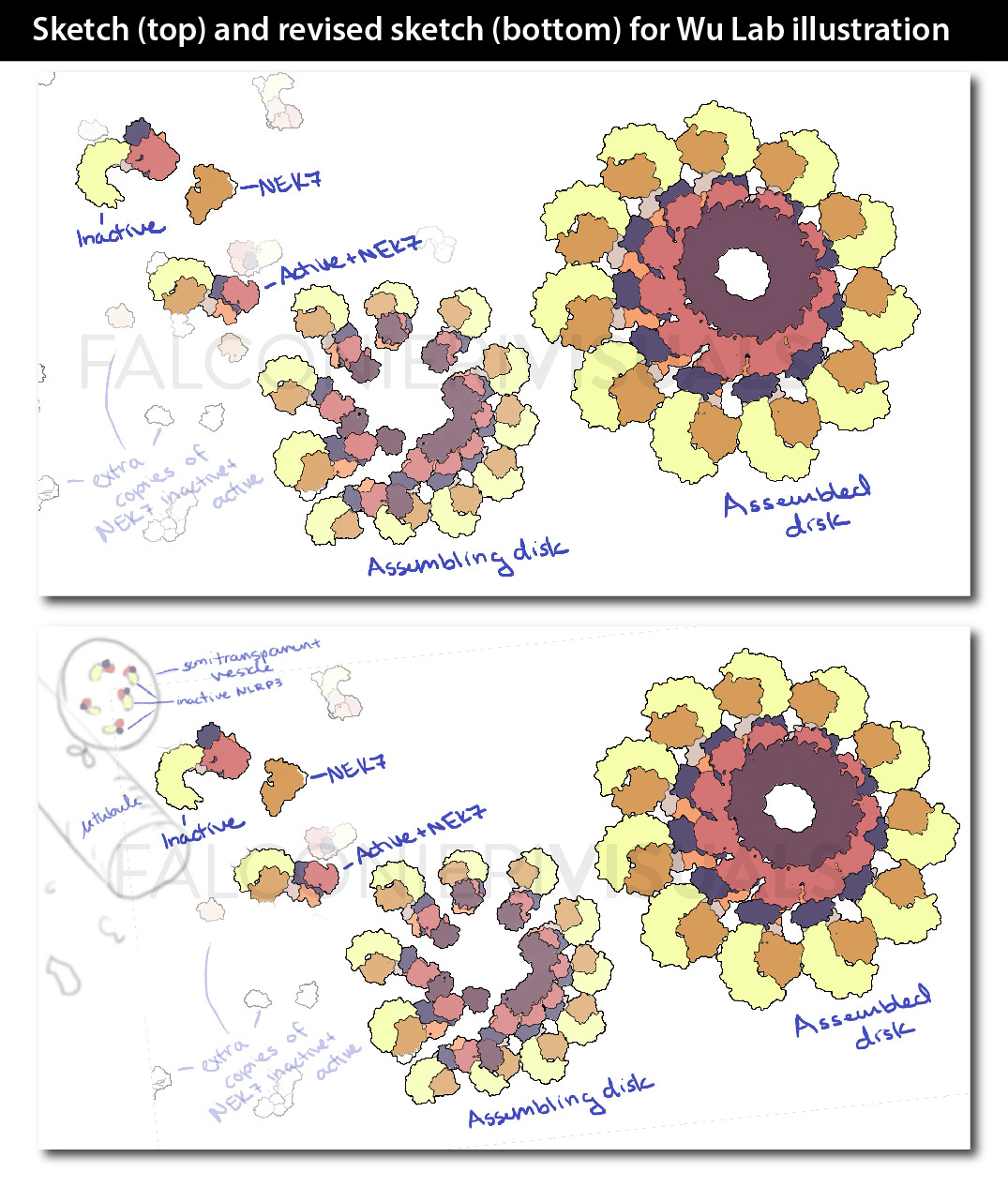 Sketch (top) and revised sketch (bottom) for Hao Wus lab's illustration