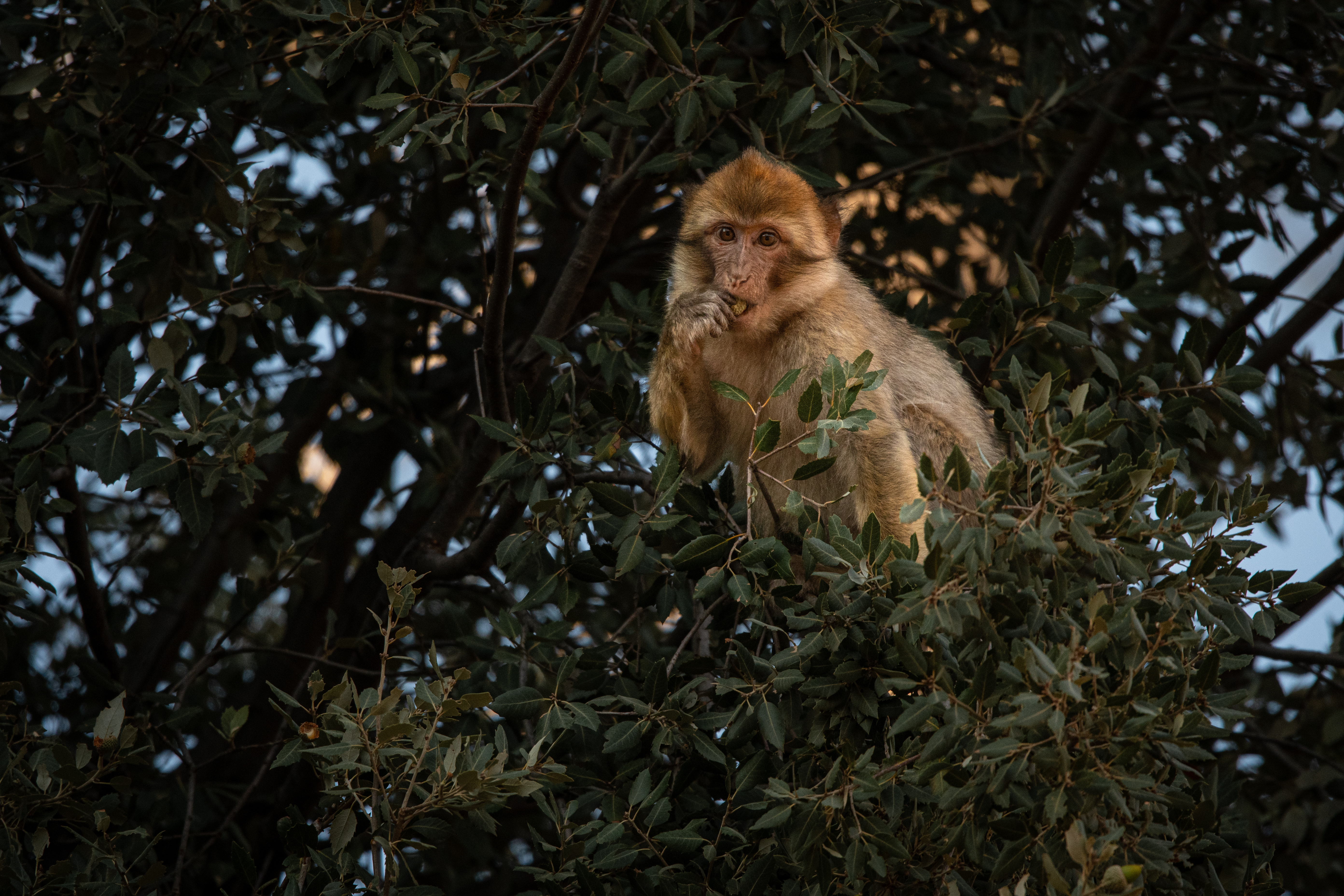 Barbary Macaque in Morocco 