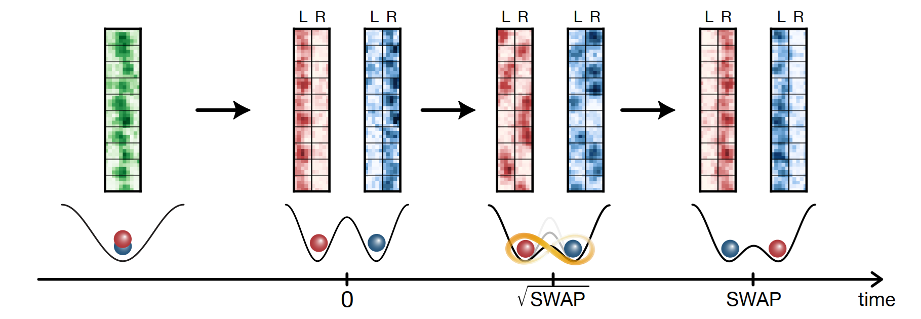 Doubly occupied single well (left) is split into a double well and then a quantum gate is performed. Top row represents single experimental snapshots of a subsystem. For a $\sqrt{\rm SWAP}$ gate, atoms are randomly distributed between the left and the right well.