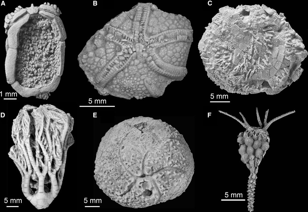 Examples of Early Palaeozoic echinoderms