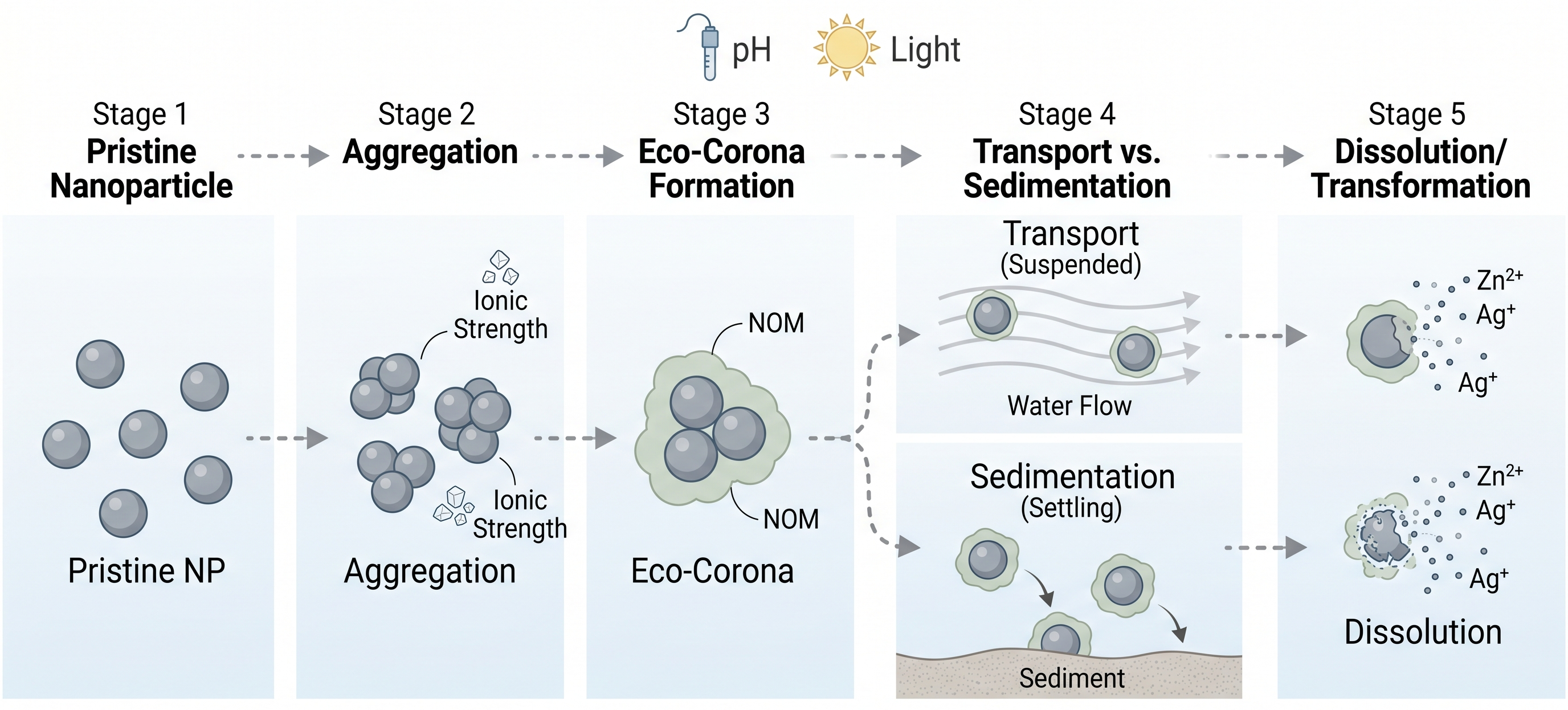 An illustration depicting the environmental fate of engineered nanomaterials in an aquatic system, showing pristine ENMs undergoing transformations like dissolution, aggregation, sedimentation, and eco-corona formation through interaction with natural organic matter and biota.
