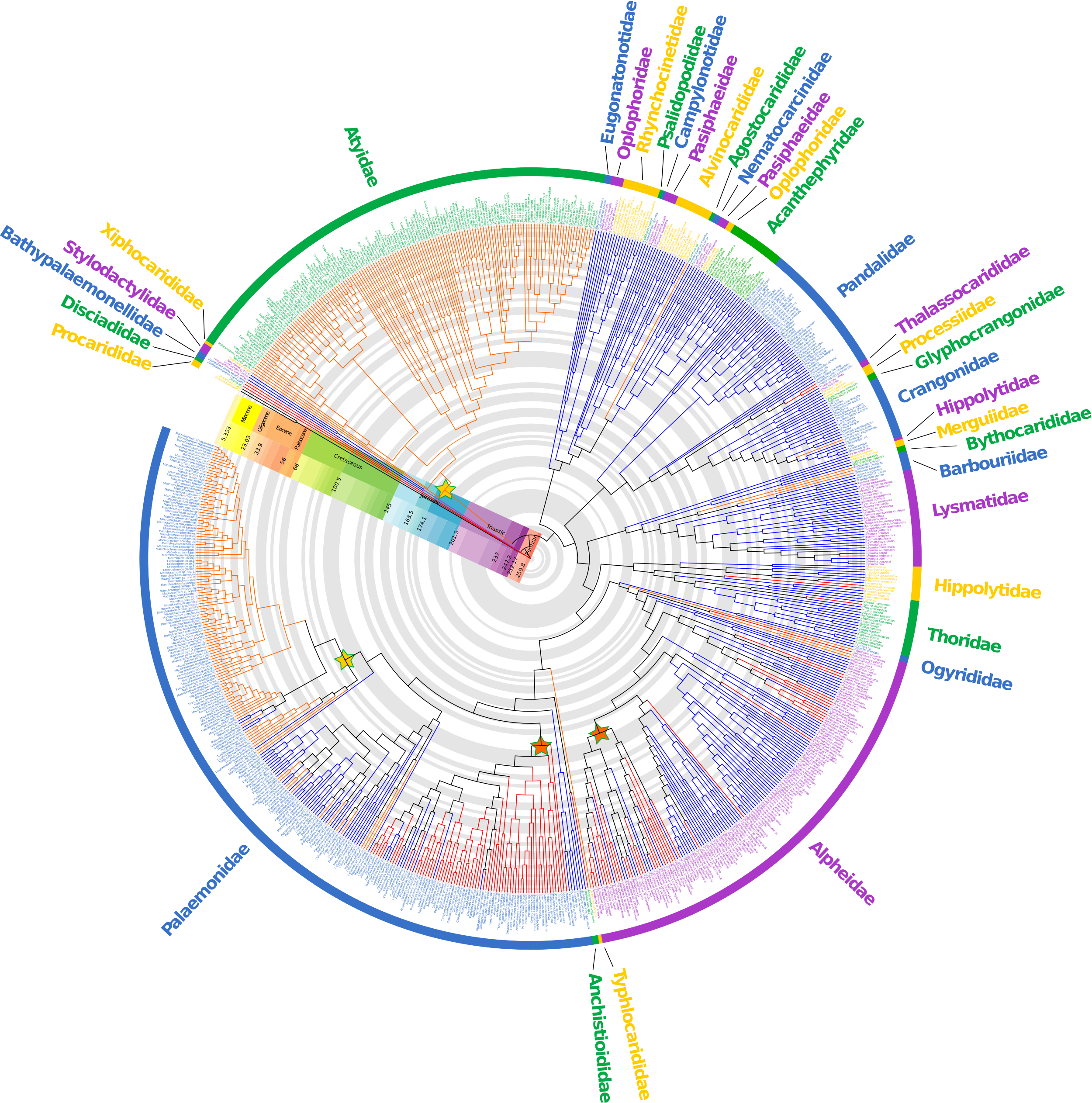 Supertree of caridean supertree